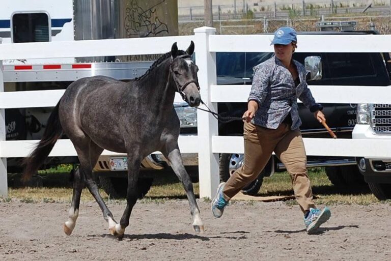 Loafers Lodge Spring Fling gray welsh pony