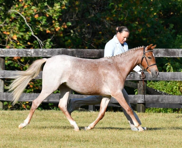 Welsh Pony Mare Locust Grove Lovestruck