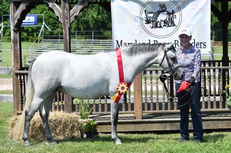 Gray Welsh Pony